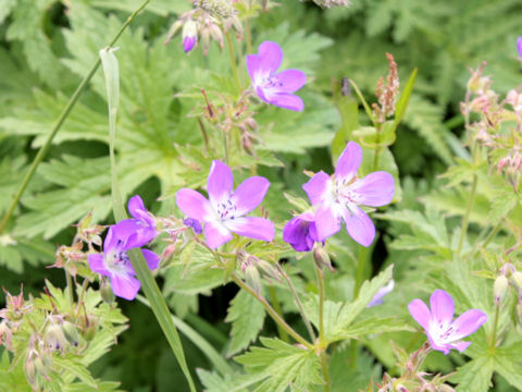 Geranium sylvaticum