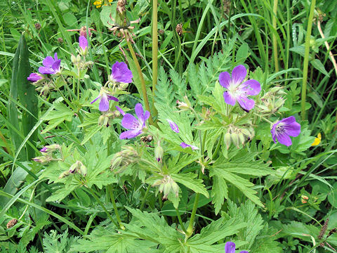 Geranium sylvaticum