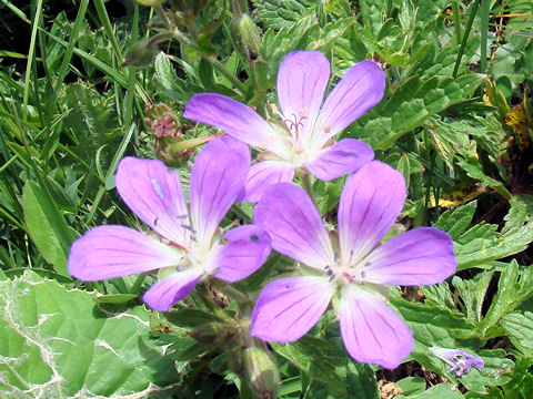 Geranium sylvaticum