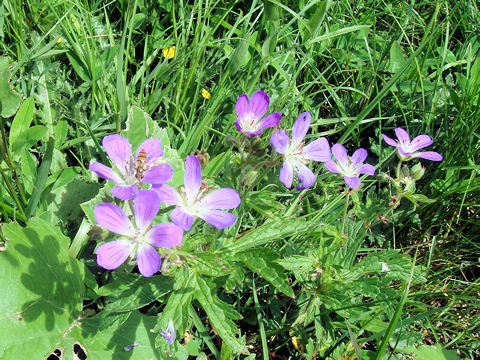 Geranium sylvaticum