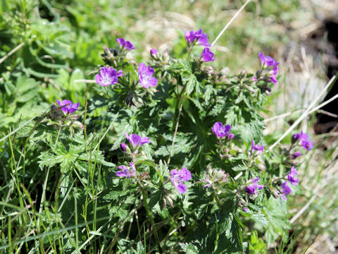 Geranium sylvaticum