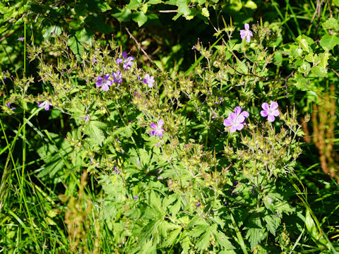 Geranium sylvaticum