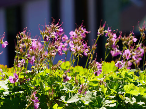 Geranium sylvaticum