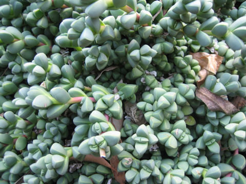 Gibbaeum petrense