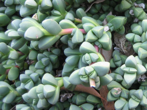 Gibbaeum petrense