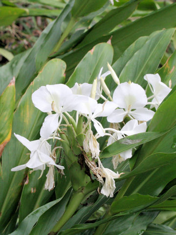 Hedychium coronarium