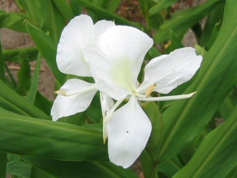 Hedychium coronarium