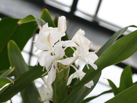 Hedychium coronarium