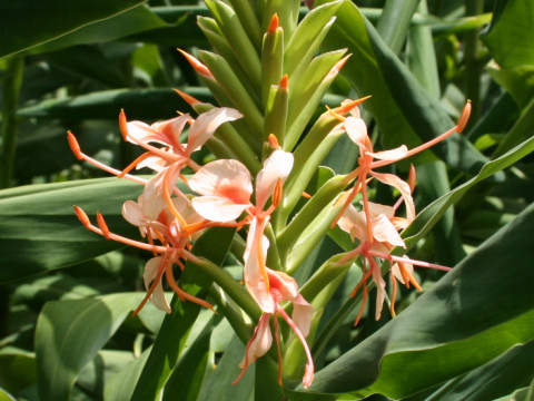 Hedychium cv.