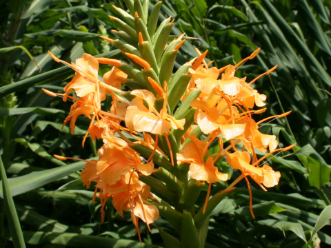 Hedychium cv.