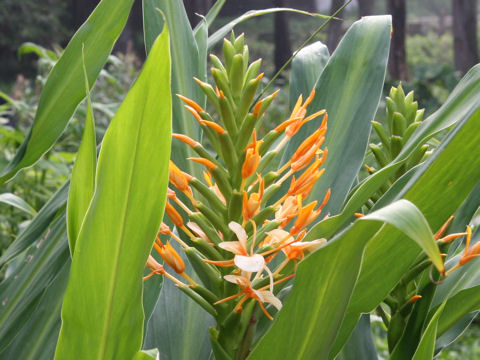 Hedychium cv.