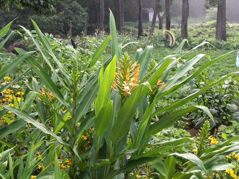 Hedychium cv.