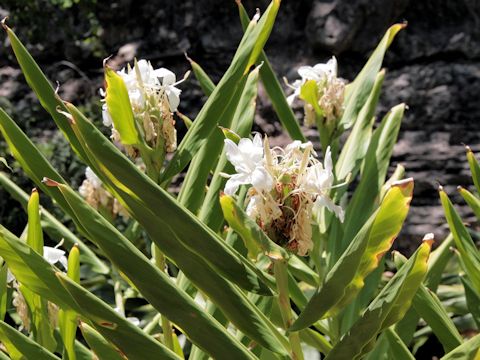 Hedychium cv.