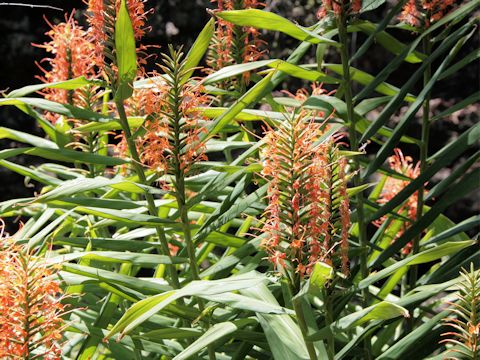 Hedychium cv.