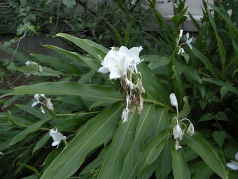 Hedychium coronarium