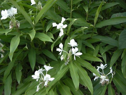 Hedychium coronarium