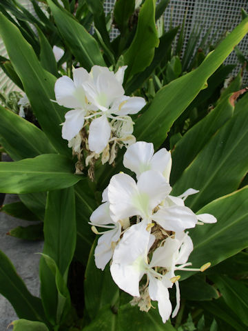 Hedychium coronarium