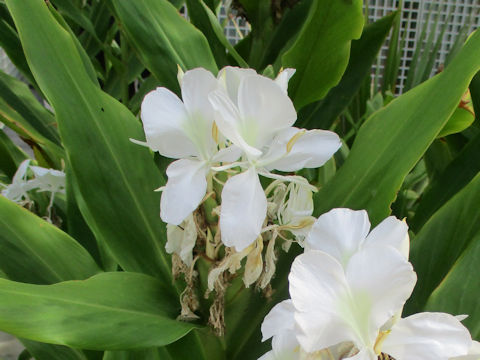 Hedychium coronarium