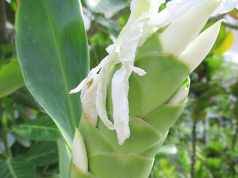 Hedychium coronarium