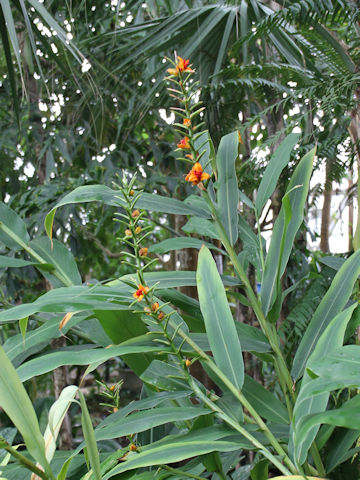 Hedychium coronarium