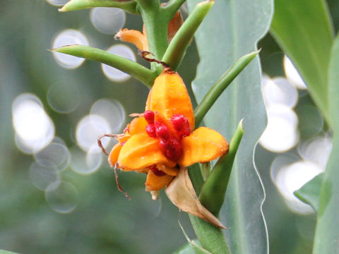 Hedychium coronarium