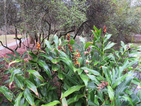 Hedychium coronarium