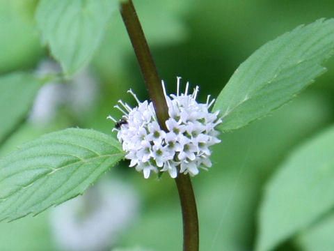 Mentha x gracilis