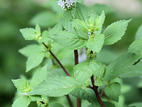 Mentha x gracilis