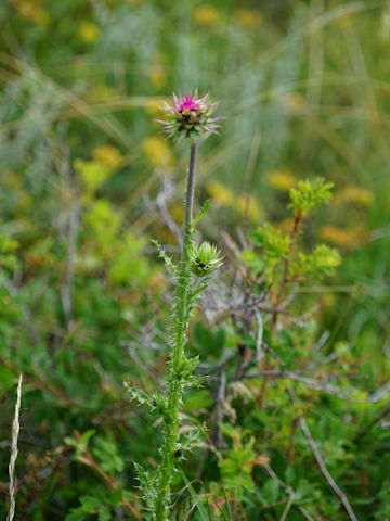 Carduus nutans