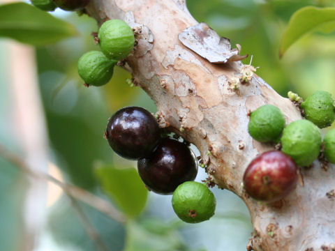 Myrciaria cauliflora