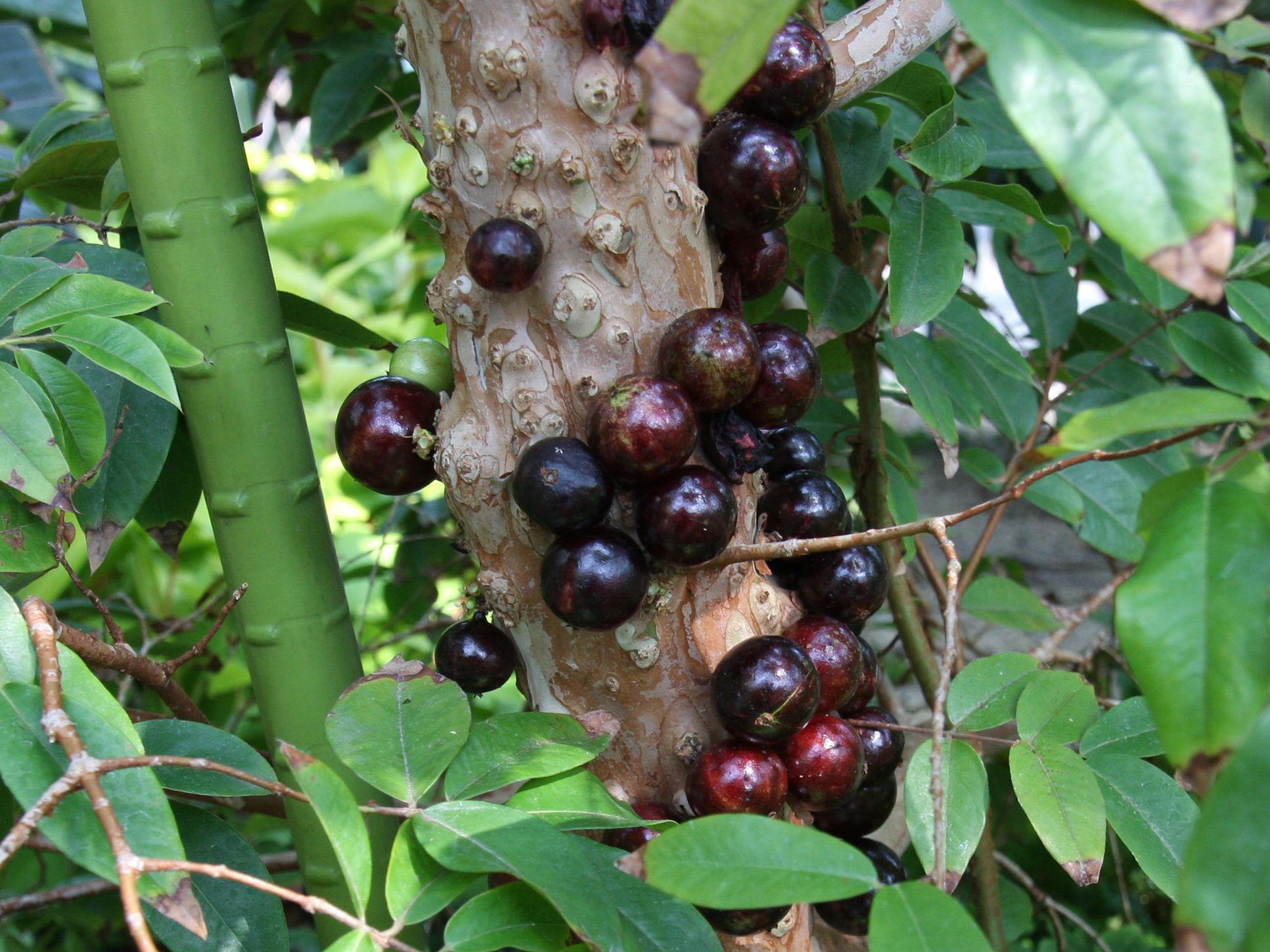 Myrciaria cauliflora