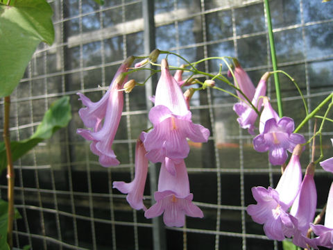 Jacaranda puberula x caroba