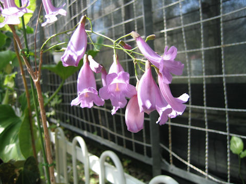 Jacaranda puberula x caroba