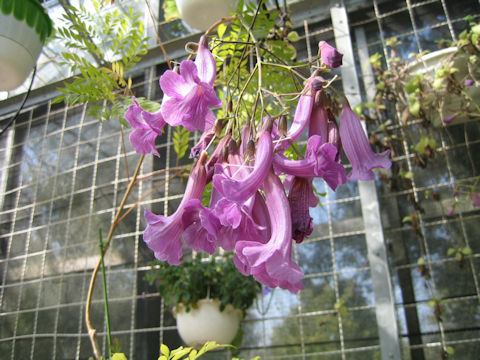 Jacaranda puberula x caroba