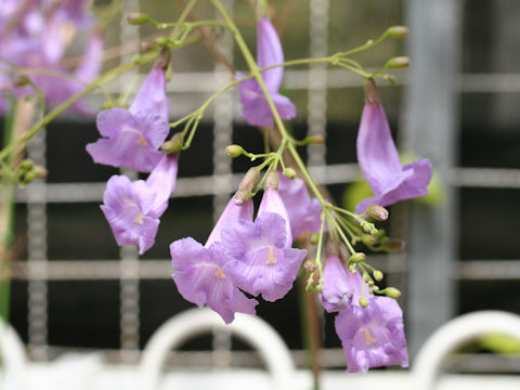 Jacaranda puberula x caroba