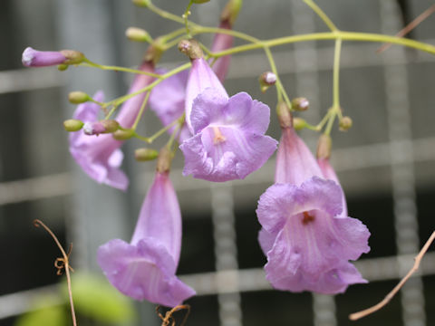 Jacaranda puberula x caroba