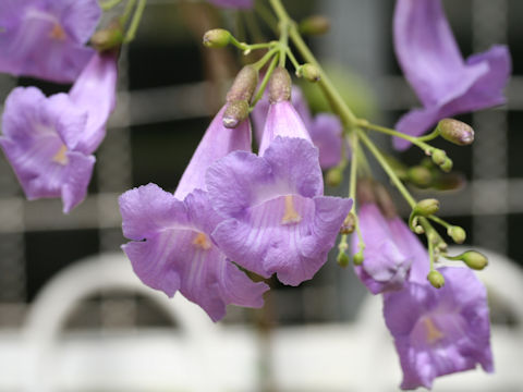 Jacaranda puberula x caroba