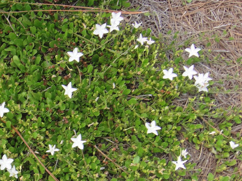 Jacquemontia curtisii