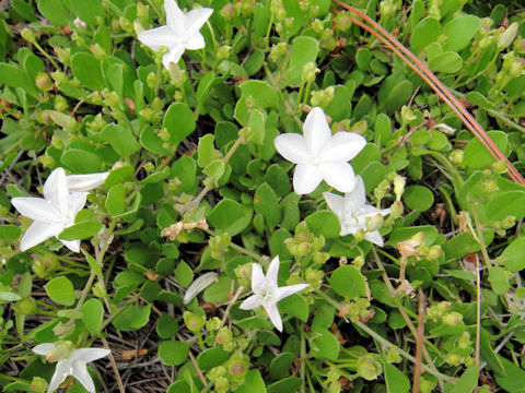 Jacquemontia curtisii