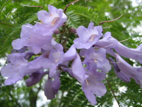 Jacaranda mimosifolia