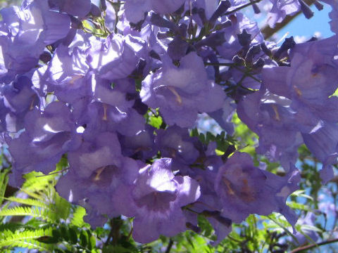 Jacaranda mimosifolia