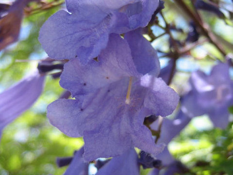 Jacaranda mimosifolia