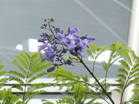 Jacaranda mimosifolia