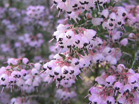 Erica canaliculata