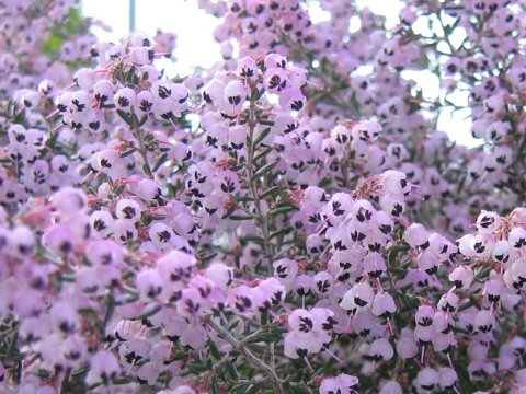 Erica canaliculata