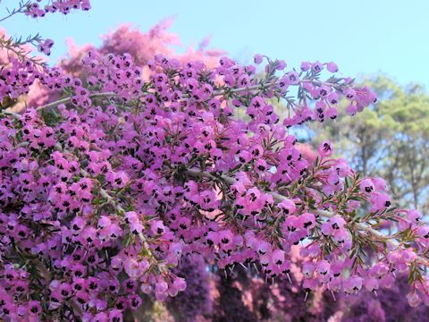 Erica canaliculata