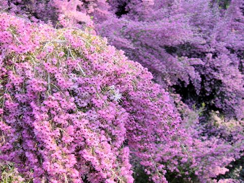 Erica canaliculata