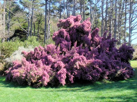 Erica canaliculata