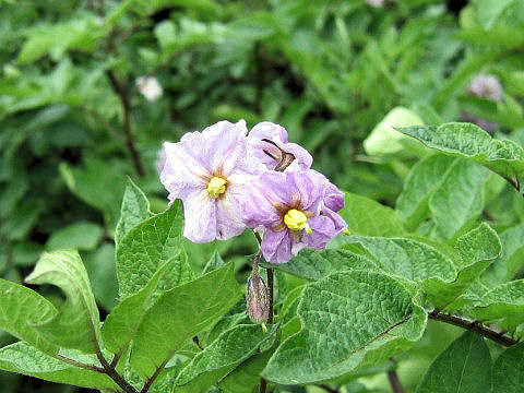 Solanum tuberosum