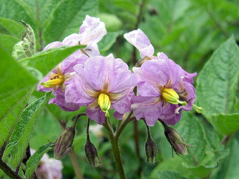 Solanum tuberosum